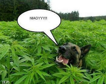 Click image for larger version.&nbsp;

Name:	ImageUploadedByTapatalk1373024844.980615.jpg&nbsp;
Views:	162&nbsp;
Size:	83.1 KB&nbsp;
ID:	2849