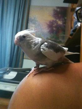 Click image for larger version.&nbsp;

Name:	makis 2.jpg&nbsp;
Views:	149&nbsp;
Size:	45.9 KB&nbsp;
ID:	3269