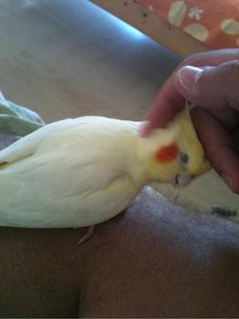 Click image for larger version.&nbsp;

Name:	lili2.jpg&nbsp;
Views:	149&nbsp;
Size:	37.6 KB&nbsp;
ID:	3270