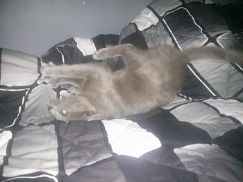 Click image for larger version.&nbsp;

Name:	11059425_10205986206831351_7883873309894504761_n.jpg&nbsp;
Views:	223&nbsp;
Size:	64.5 KB&nbsp;
ID:	6999