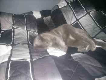 Click image for larger version.&nbsp;

Name:	11169786_10205986206111333_3104804677111162788_n.jpg&nbsp;
Views:	224&nbsp;
Size:	46.8 KB&nbsp;
ID:	7001