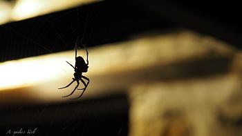 Click image for larger version. 

Name:	A spiders Web.jpg 
Views:	197 
Size:	344.6 KB 
ID:	8948